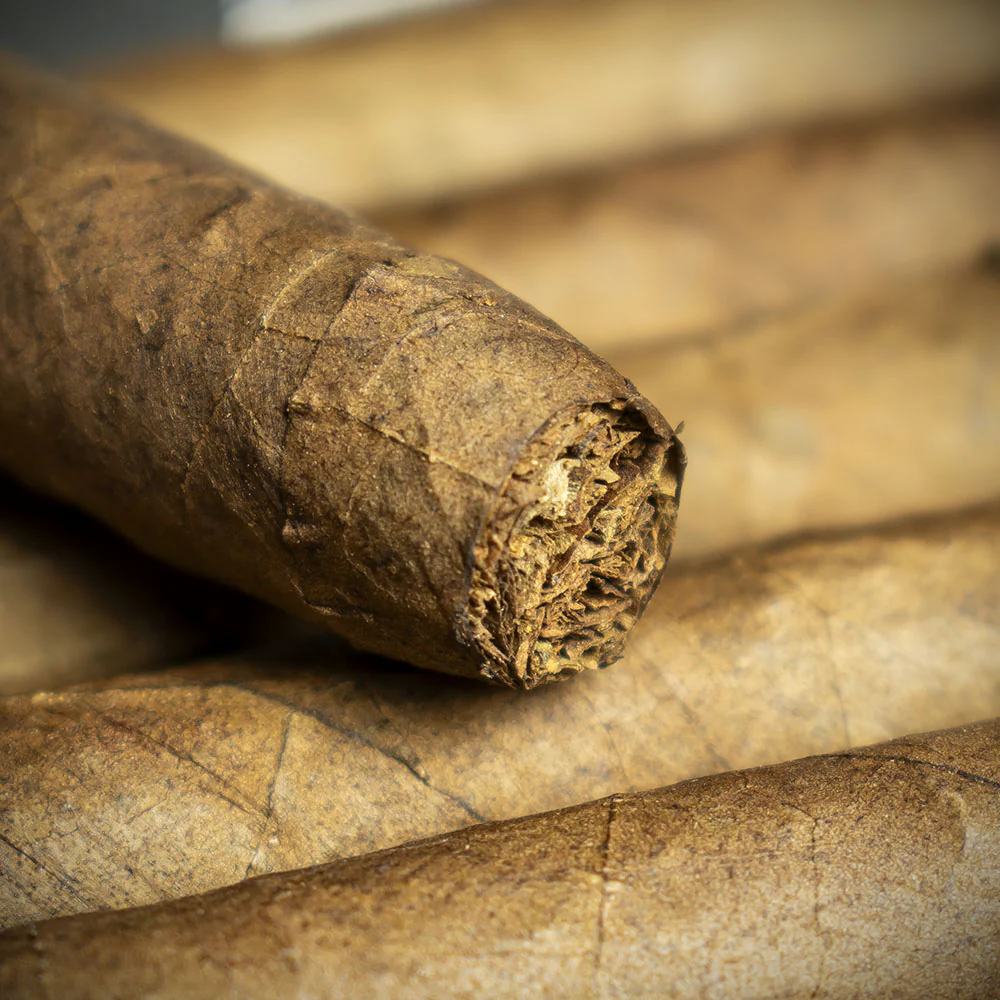 Smoke-King Dutch Senoritas Cigars - Pack of 12 - Image 3